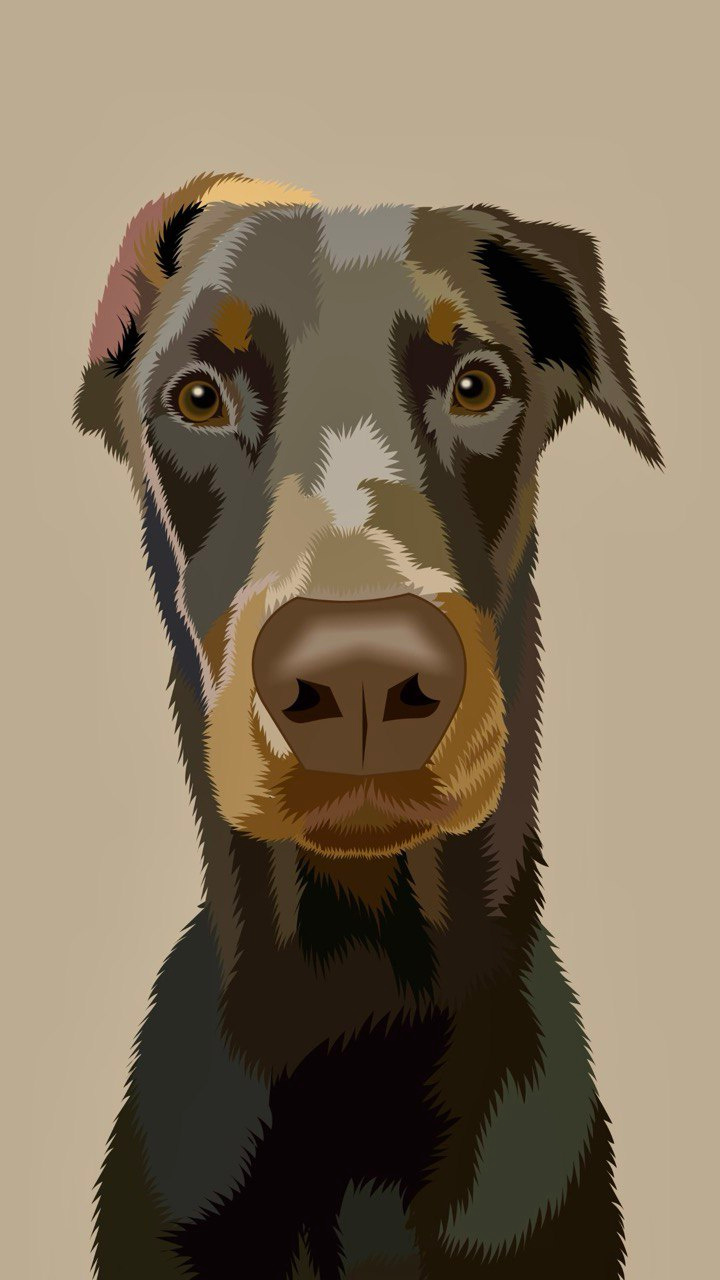 Antey animalart art digitalart digitaldrawing digitalpetportrait dobermanart dog dogillustration dogvector petillustration portrait realisticvector vector vectoranimal vectorportrait
