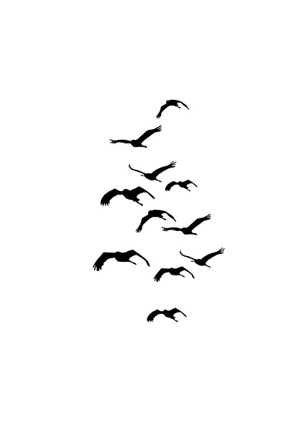 birds дизаин иллюстрация полет птици