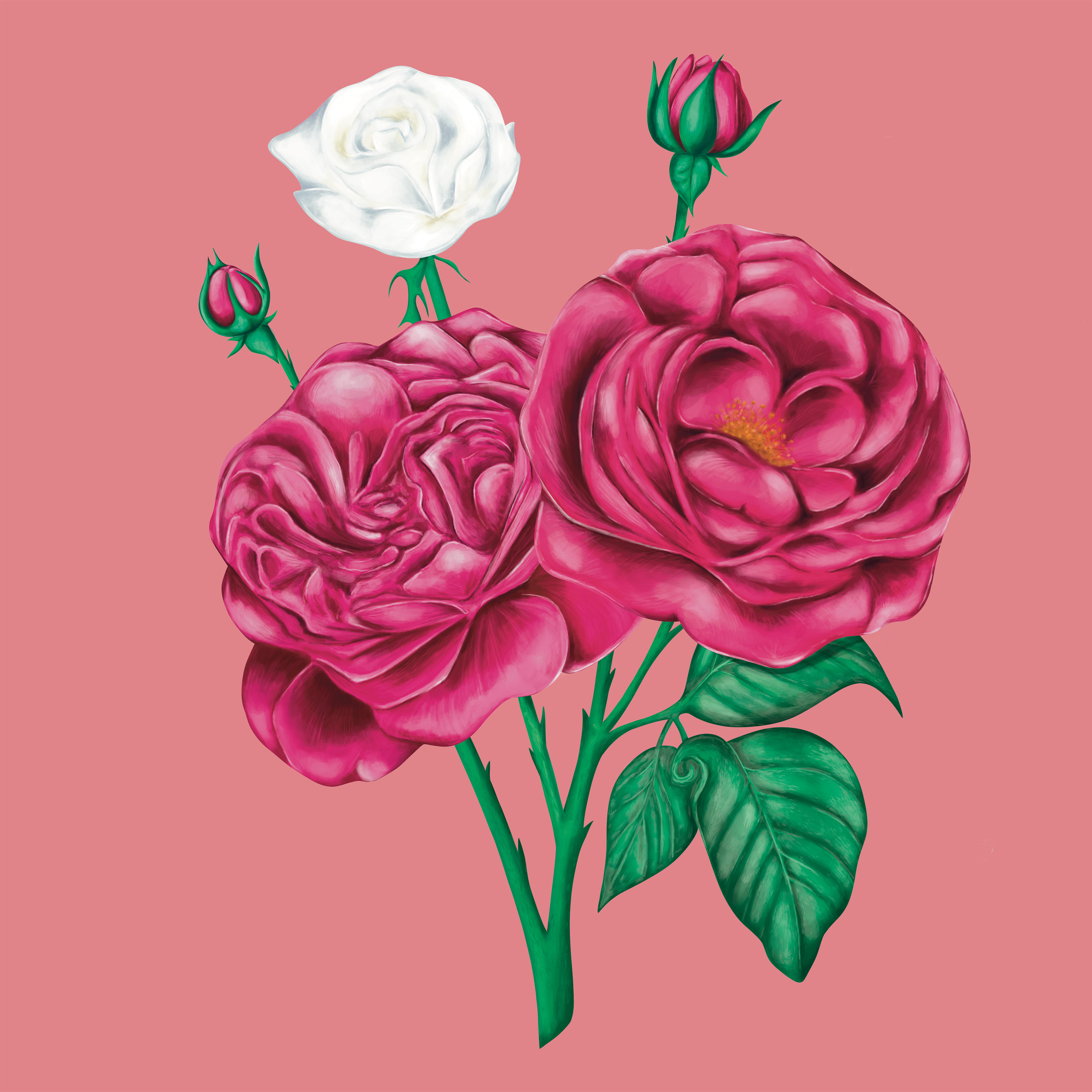 Damask Rose Painting beautiful beauty bloom bud cosmetic packaging damask digital digital painting elegant floral flower packaging art packaging illustration painted painterly pink pretty rose roses skincare