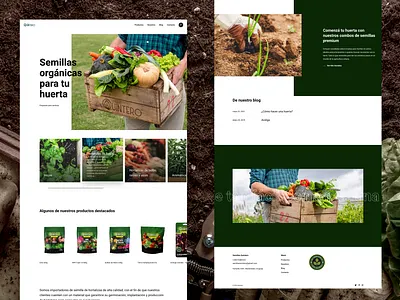 Semillas Quintero redesign web design web development wordpress