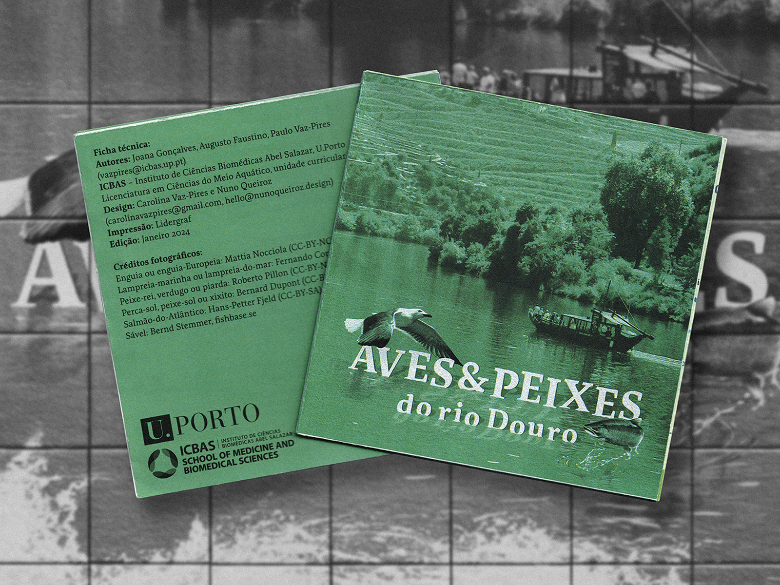 Aves & Peixes do Rio Douro – Foldable Field Guide birdwatching douro river editorial design environmental design field guide foldable layout graphic design ichthyology infographic porto university print design river ecology scientific communication species identification sustainable print tiles typography typography grid visual storytelling wildlife design