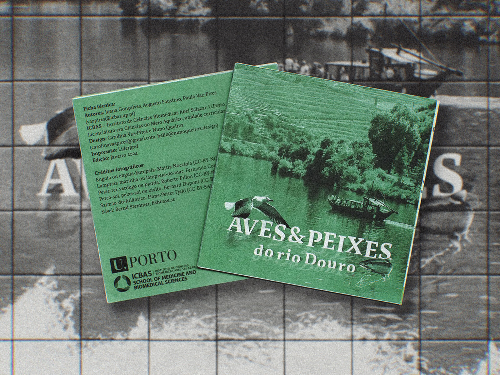 Aves & Peixes do Rio Douro – Foldable Field Guide birdwatching douro river editorial design environmental design field guide foldable layout graphic design ichthyology infographic porto university print design river ecology scientific communication species identification sustainable print tiles typography typography grid visual storytelling wildlife design