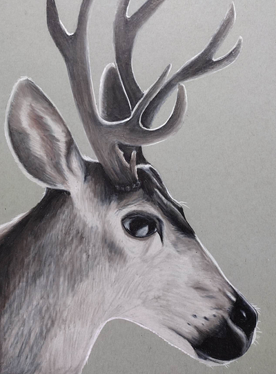Mule Deer illustration