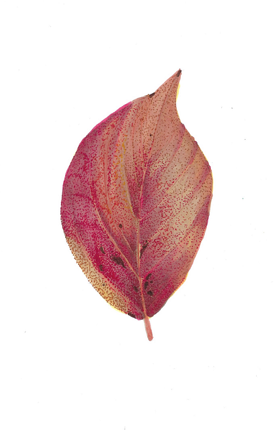 Chinese Tupelo Leaf illustration