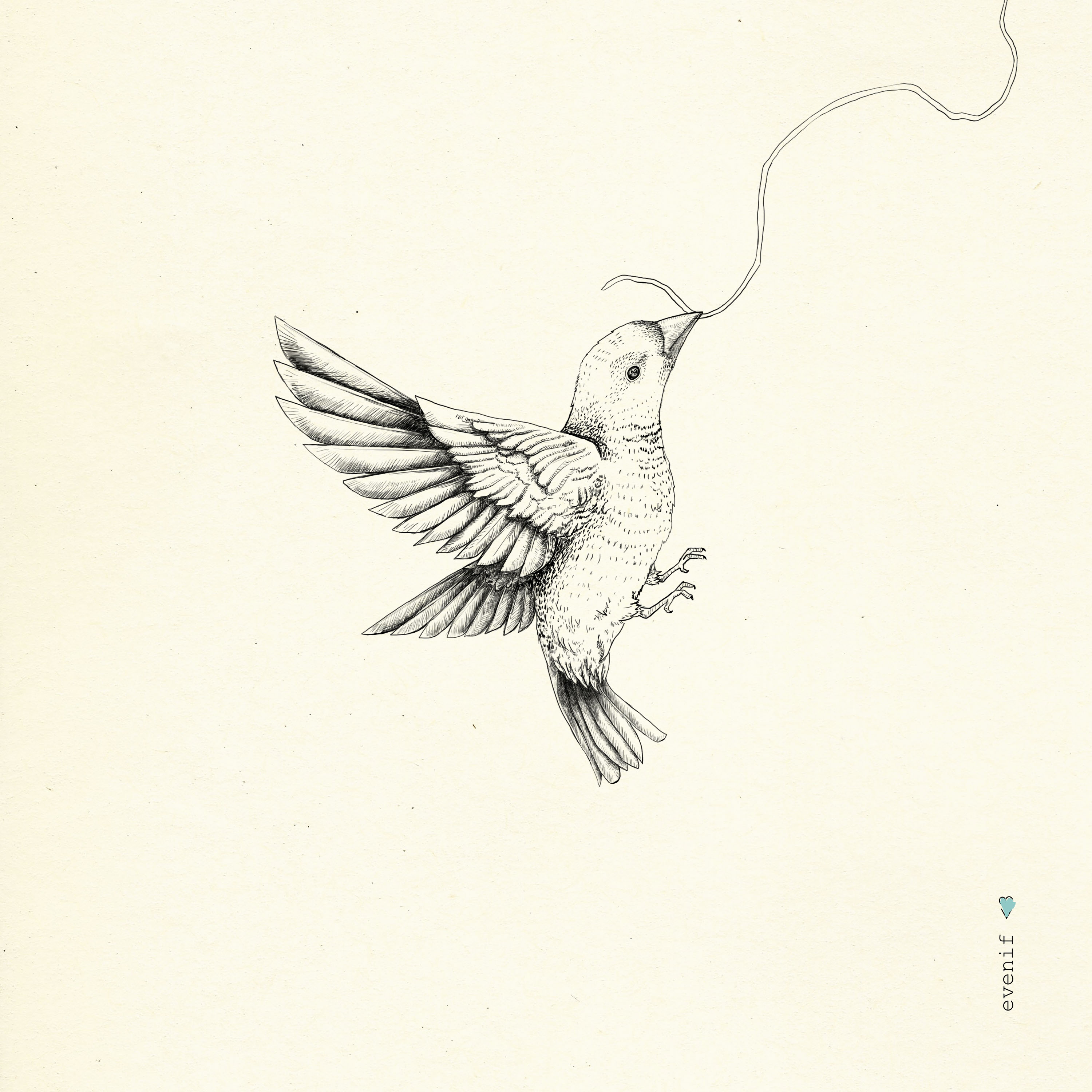 Northern Cardinal Bird Pencil Drawing Printable Cardinal Bird - Etsy