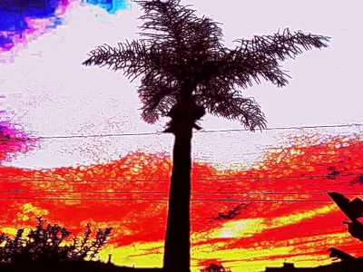 palm tree with sky background colorful digital art multicolored palm palm tree plant silhouette sky