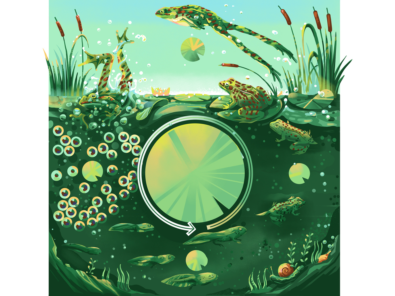 Life cycle of Amphibians adobe bookillustrations brush digitaldrawing digitalpainting educational frog illustration muti photoshop pond texture wacomart water