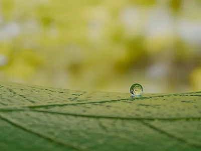 Leaf with a water drop 3d animation blender leaf waterdrop