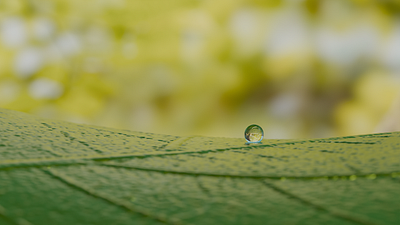 Leaf with a water drop 3d animation blender leaf waterdrop