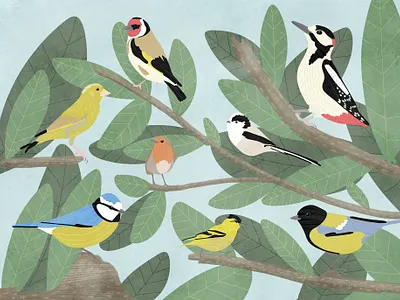 British Garden Birds birds illustration nature wildlife