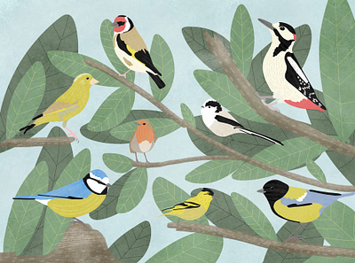 British Garden Birds birds illustration nature wildlife