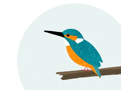 Illustration for Wildlife Book bird blue illustration kingfisher nature wildlife