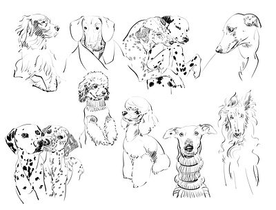 line drawing of dogs black cute dog illustration pets sketches