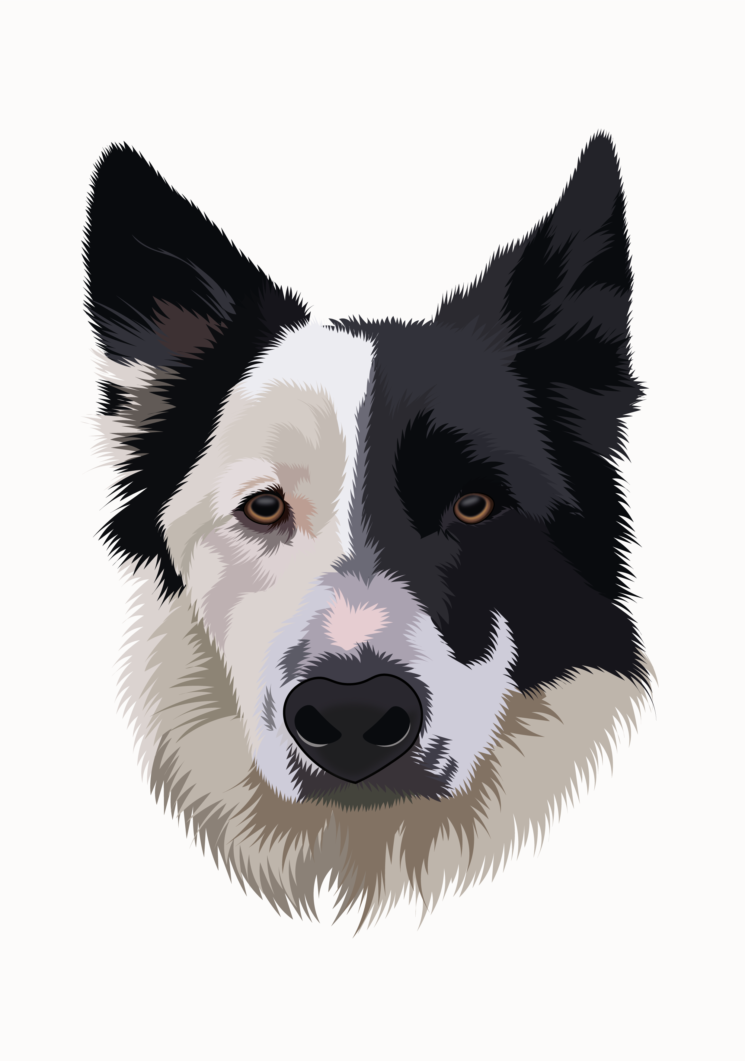 Border collie art bordercollie digitalart dog illustration portrait vector