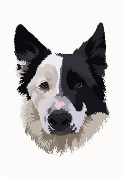 Border collie art bordercollie digitalart dog illustration portrait vector