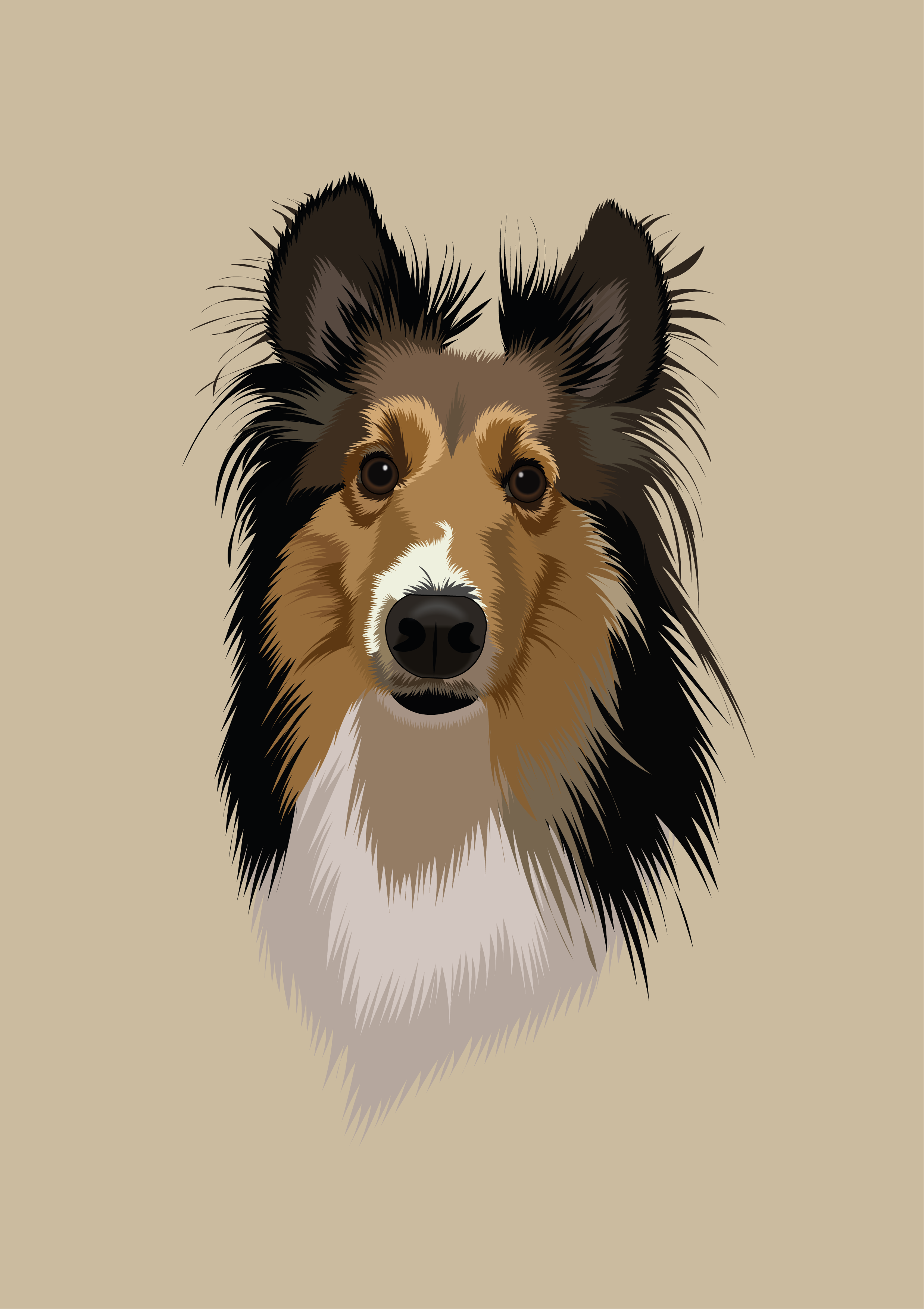 Collie art collie design digitalart dog illustration portrait vector