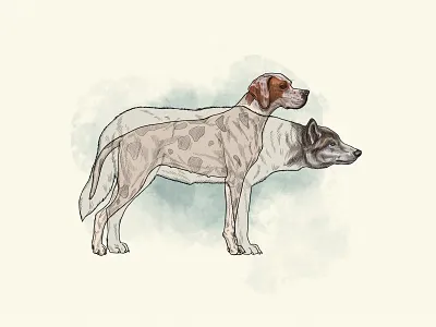 Domesticated Animals adobe animals brush canine diagram digitalillustration digitalpainting dog education educationalillustration fur hair illustration linework muti photoshop watercolour