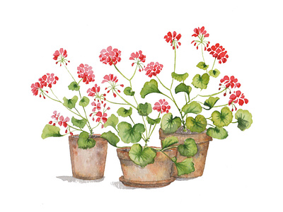 Watercolour Miniatures: Geraniums geranium geraniums miniature miniature flowers watercolour geraniums