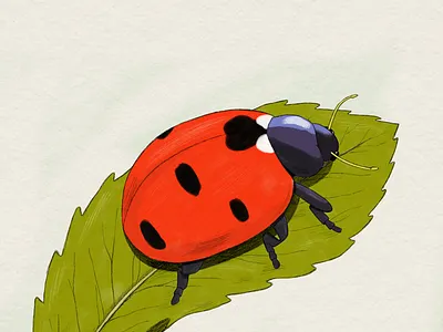 A Ladybug illustration