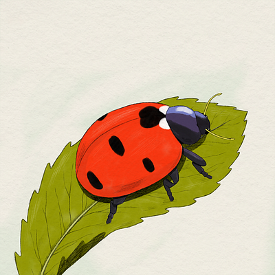 A Ladybug illustration