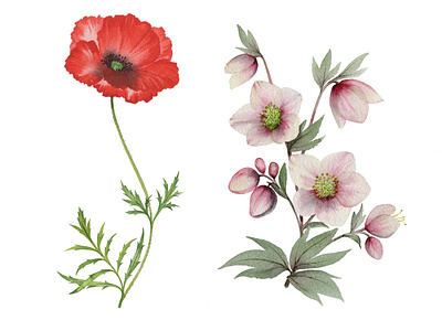 New Botanical Painting Style botanical branding design field poppy hellebore illustration logo watercolor watercolour watercolour flowers