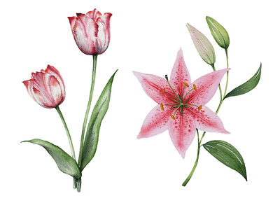 Tulip and Lily: New Botanical Painting botanical branding design illustration lily pink flower seasonal flowers tulip vector watercolor watercolour watercolour flowers