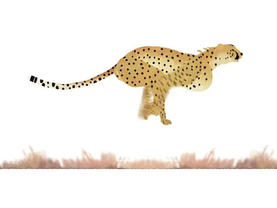Cheetah Run-cycle 2d ad animation animation cheetah cheetah speed explainer video hunting landscape run run cycle speed wild animal