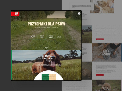 DogWay - Assisi Pet Care brand animation corporate product page project management ui ux video webdesign webflow