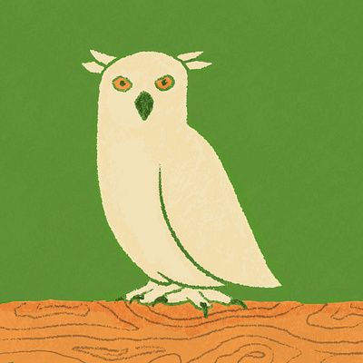 Owl illustration
