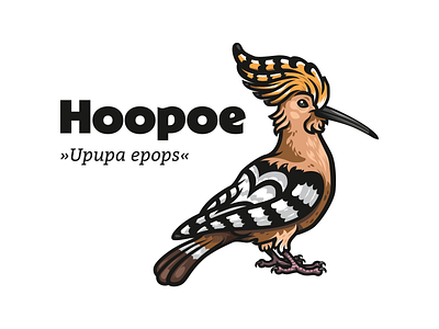 Hoopoe affinity animallovers berlin birding birds character design dudek hoopoe illustration punk vector wiedehopf wildlife