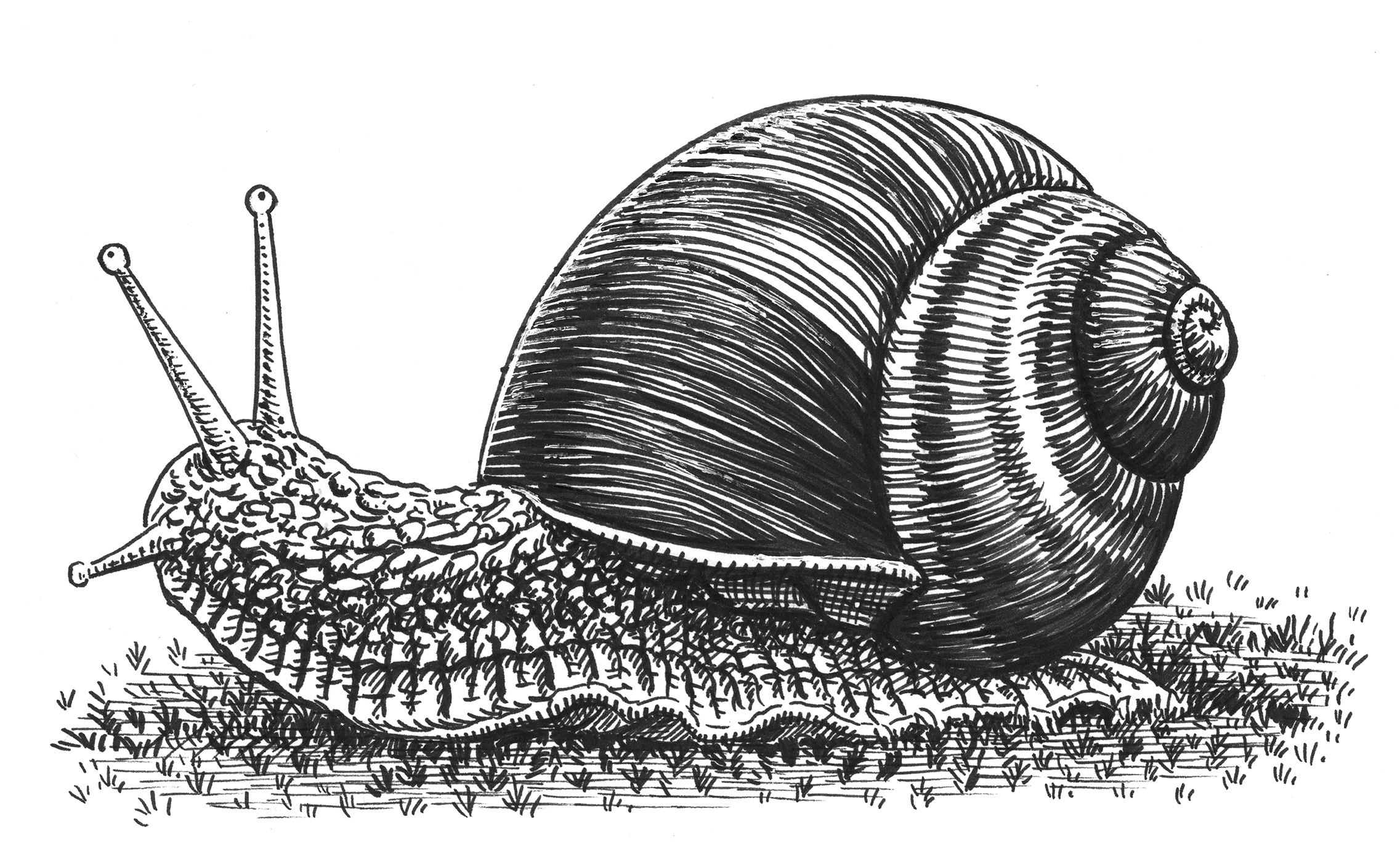Snail animal art artist artwork drawing hand drawn illustration ink scientific snail