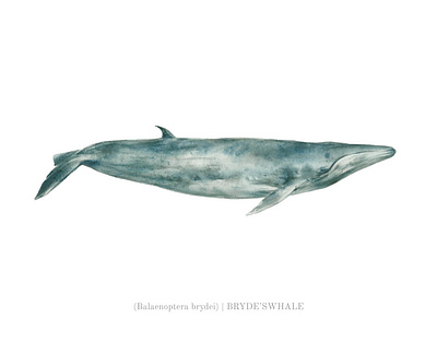 Bryde's Whale Scientific Illustration animal illustration animals cetacean drawing educational illustration marine mammal ocean poster realistic scientific watercolor wildlife