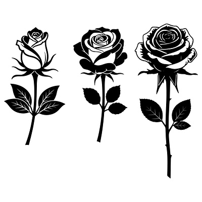 Rose Flower. spring