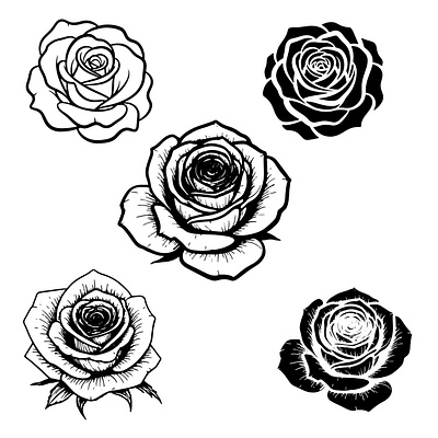 Rose Flower. spring