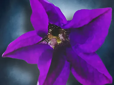 Summer Petunia 2025 adobe flowers fun graphic design kylie earls kylie mcferrin petunia photography poster