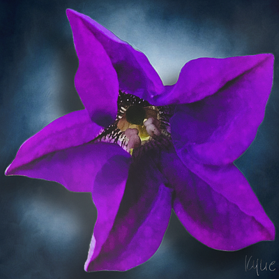 Summer Petunia 2025 adobe flowers fun graphic design kylie earls kylie mcferrin petunia photography poster