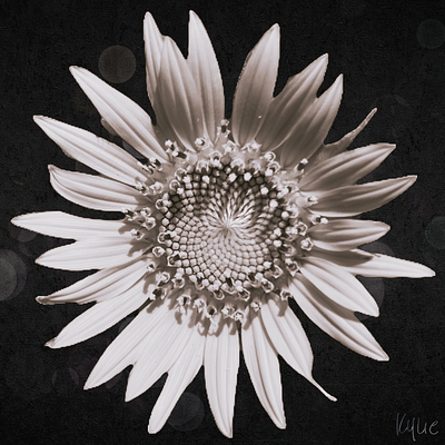 Sunflower - Abstract Reality art black and white design fun graphic design kylie earls kylie mcferrin photography poster sunflower ux
