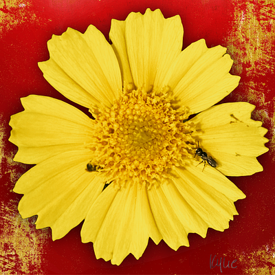 Sunny Flower and Pollinator Pals art bees design flower fun graphic design kylie earls kylie mcferrin poster ux