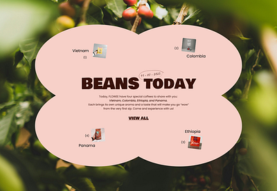 Flowee – Coffee Beans, Brewing Tools & Community Website Design animation graphic design website design
