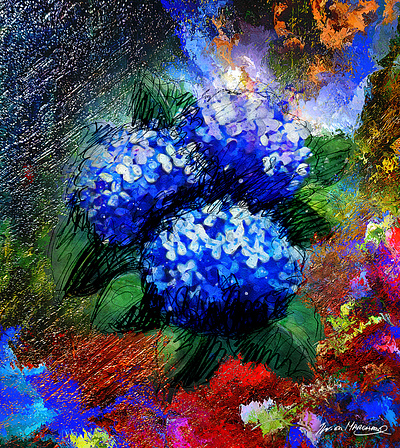Hortensias bleus