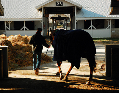 Avanti Equine Website website design