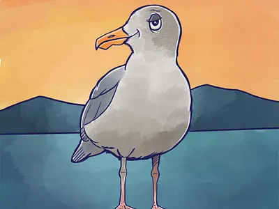 Seagull Illustration bird illustration seagull