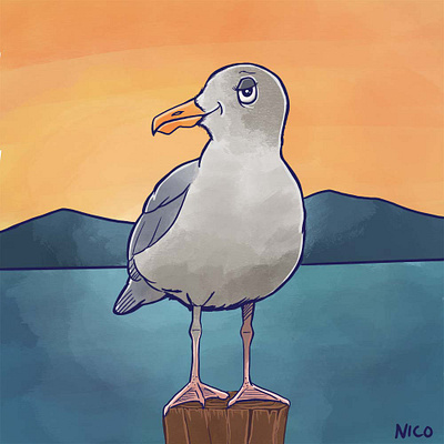 Seagull Illustration bird illustration seagull