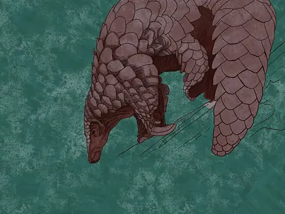 Armadillo Illustration WIP adobe animal armadillo fresco illustration painting