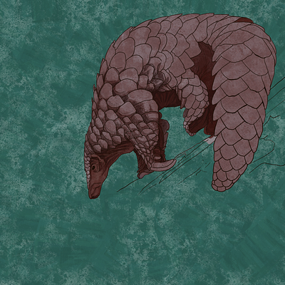 Armadillo Illustration WIP adobe animal armadillo fresco illustration painting