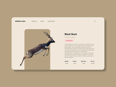 Wildlife India: Endangered Beauty of the Blackbuck animal blackbuck conversation eco endangered species figma india nature ui design ui inspiration wildlife