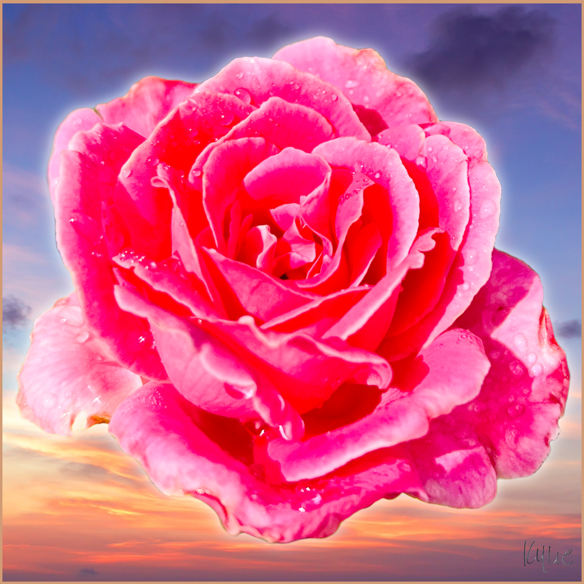 Pink Garden Rose with Raindrops design flowers fun garden graphic design kylie earls kylie mcferrin plants poster rose ux