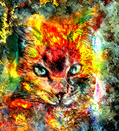 Un chat qui me botte