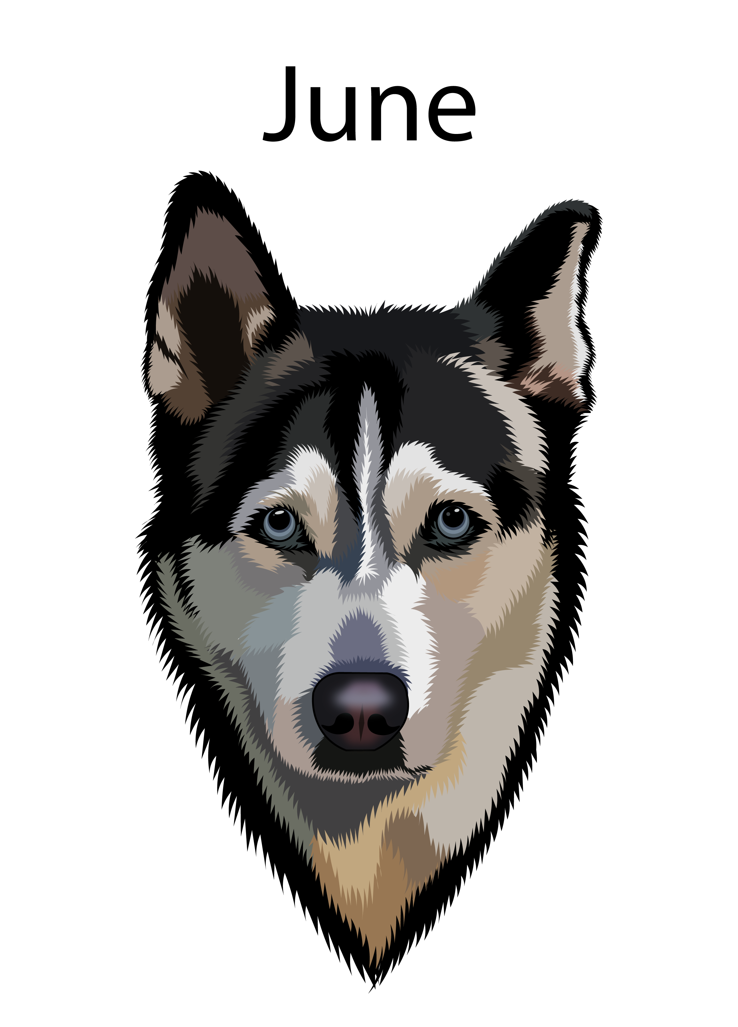 June animalillustration animalvector art digitalart dog dogdrawing dogillustration dogportrait husky illustration june minimalistart pet petart petportrait portrait vector vectorart vectorillustration