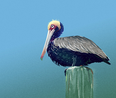 Creative Bird art design creative bird illustration pelican realistic